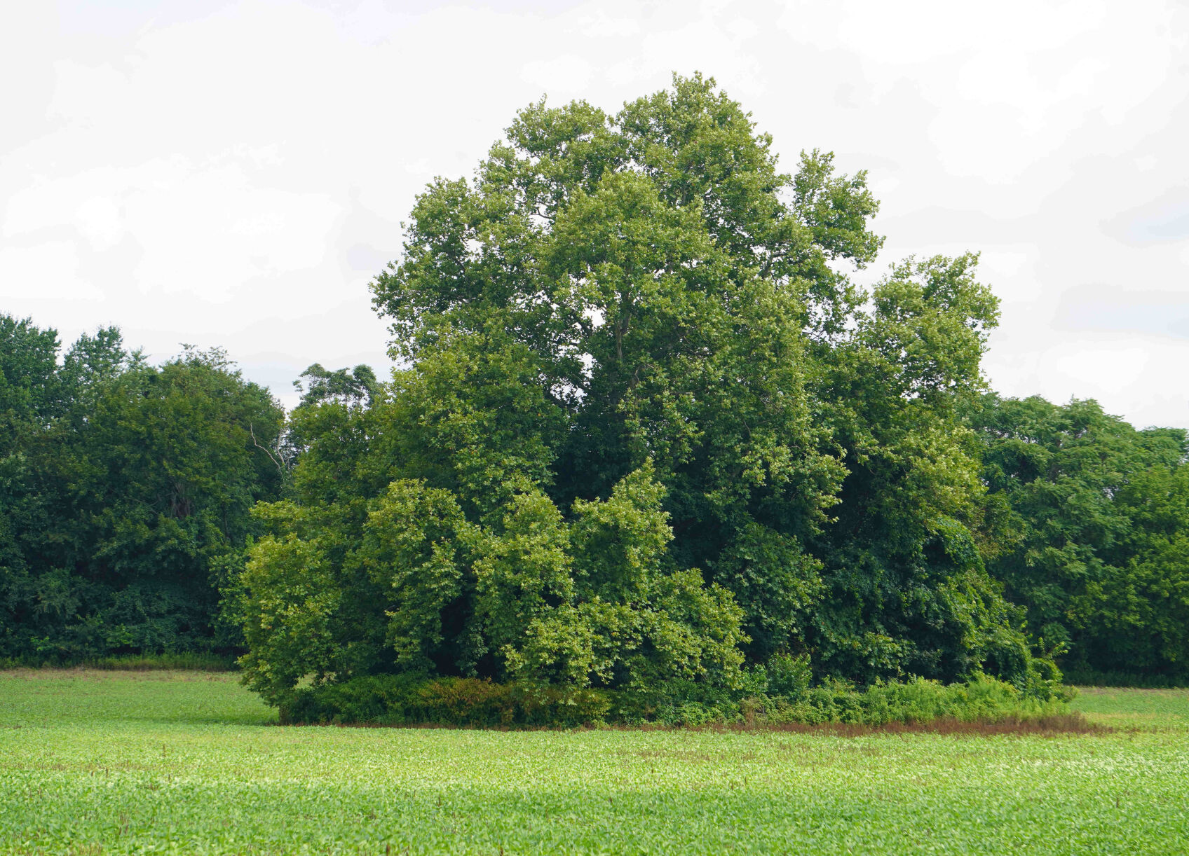 Delco Tree Photo
